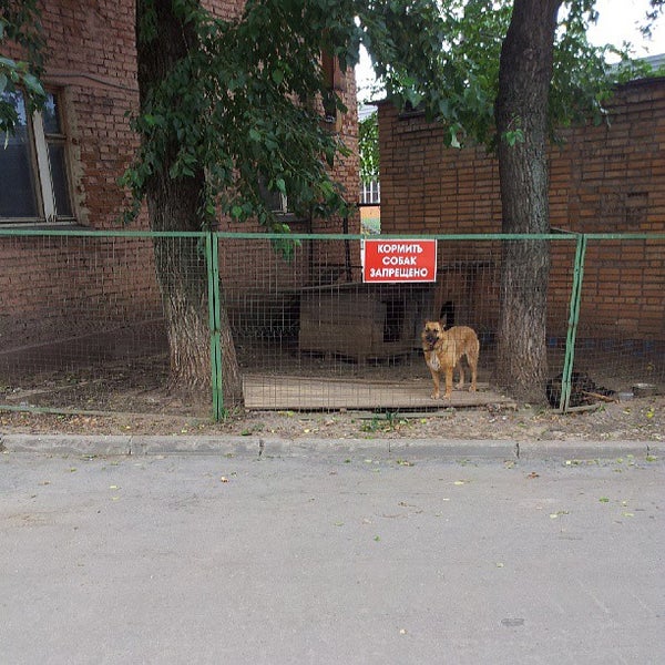 Приют отрадный. Приют отрадный для животных. Детский приют воронеж отрадное. Приют белый бим кострома. Приют бим в челябинске.