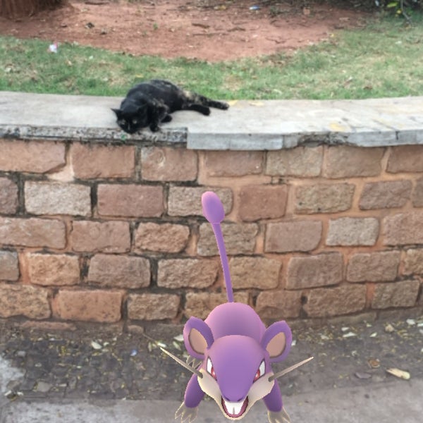 pokemon go araraquara