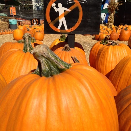 10/17/2012에 Chuck G.님이 Mr. Bones Pumpkin Patch에서 찍은 사진