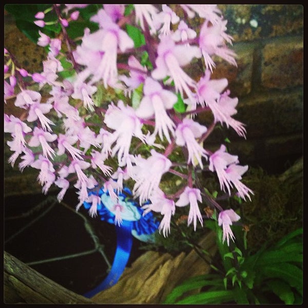 Rose Gardens Johannesburg Fasci Garden