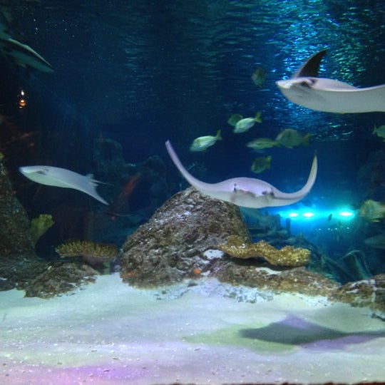 Photo taken at SEA LIFE Grapevine Aquarium by Haley B. on 11/19/2012