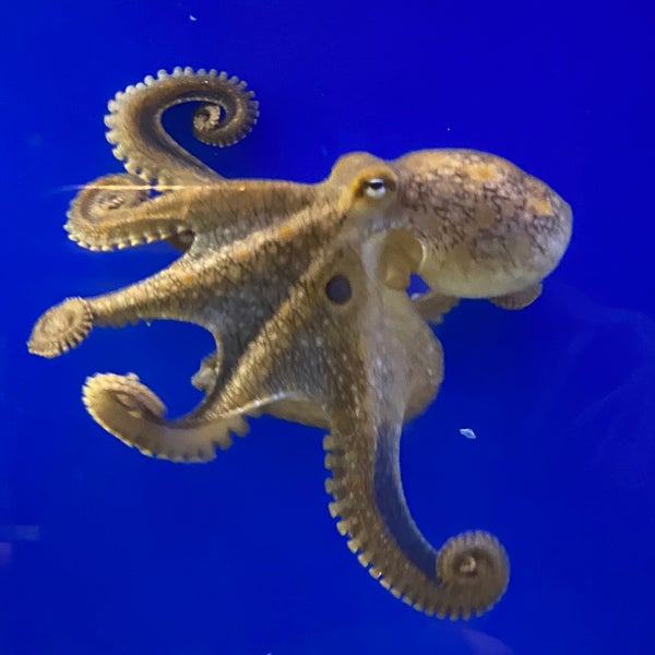 Foto diambil di Birch Aquarium oleh Taylor P. pada 12/26/2022