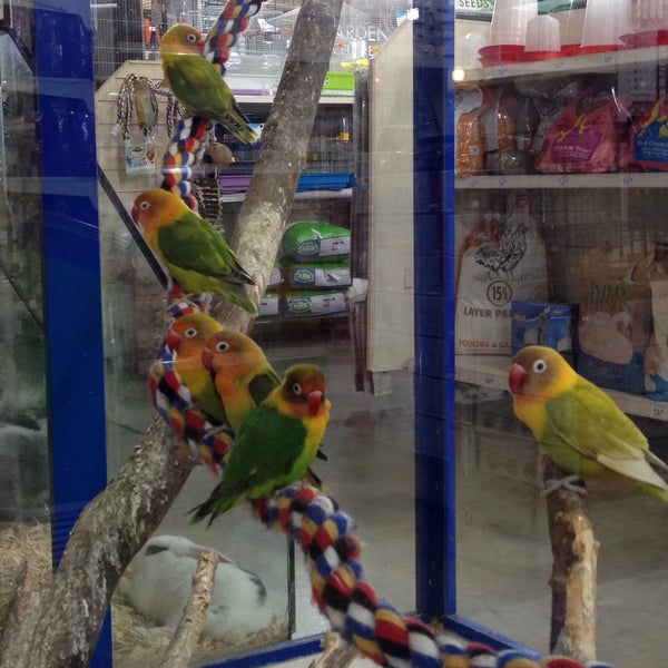 pet world birds
