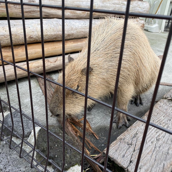 ふれあい動物王国 阿蘇ファームランド 南阿蘇村 熊本県