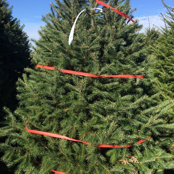 Misty Run Tree Farm Annville Pa