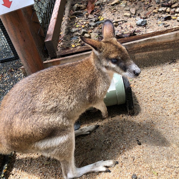 2/23/2020 tarihinde ふらは f.ziyaretçi tarafından Kuranda Koala Gardens'de çekilen fotoğraf