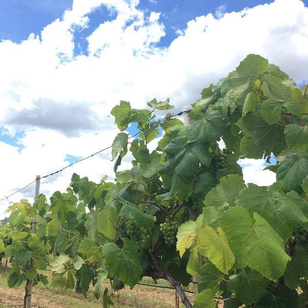 Delaney Vineyards & Winery Vineyard