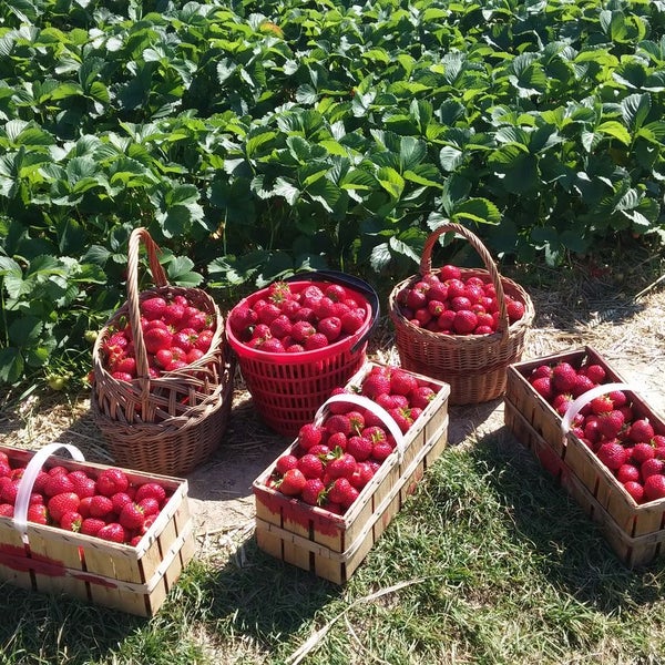 we went out to the field to find the best strawberries for you ! Enjoy them this week in our home made ice cream or delicious lemonade.