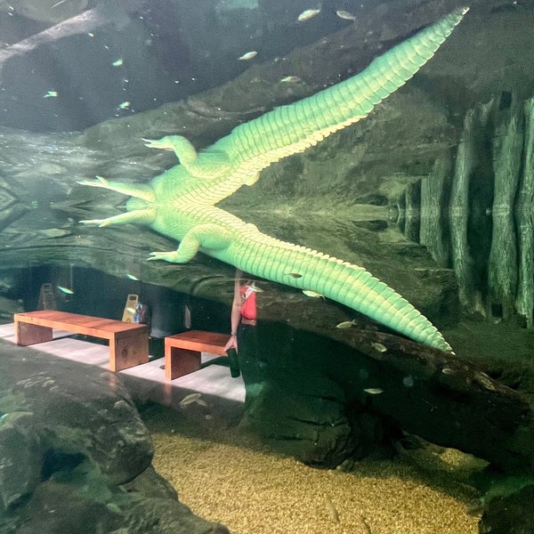 Photo taken at Claude the Albino Alligator by Scott H. on 2/1/2022