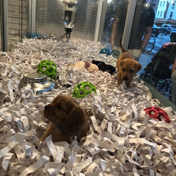 Photo taken at Citipups Chelsea by Shawn B. on 9/15/2018