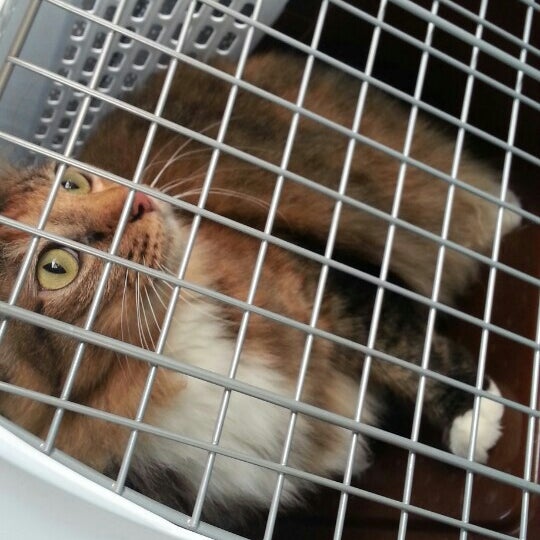 Photos At Muezza Veterinary Clinic 10 Tips From 227 Visitors