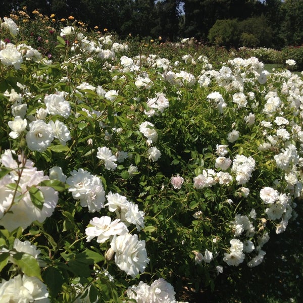Rosegarden Sanjose Wikipedia Rosegarden Sanjose Wikipedia