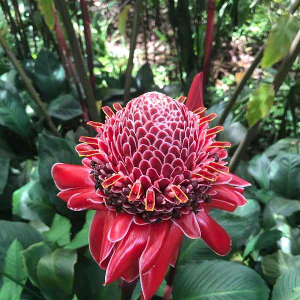 5/13/2018 tarihinde E P.ziyaretçi tarafından Hawaii Tropical Botanical Garden'de çekilen fotoğraf