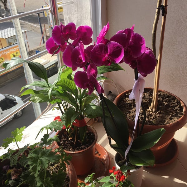 Ilike Orchids