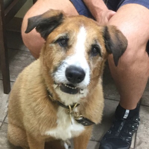 Buckhead Animal Clinic Piedmont Heights 2 tips from 211 visitors