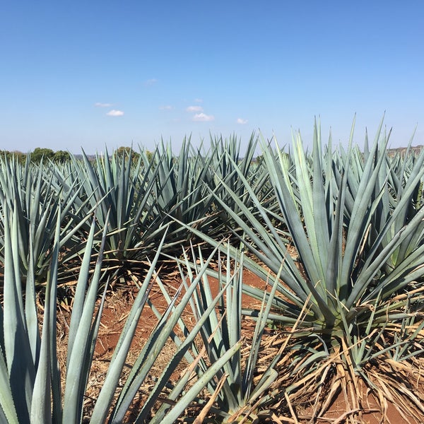 Campari, Fabrica Tequila Espolon Fábrica en San Ignacio Cerro Gordo