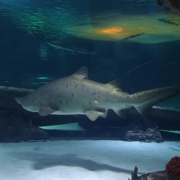 Photo taken at Antalya Aquarium by Lnaz s. on 6/2/2023