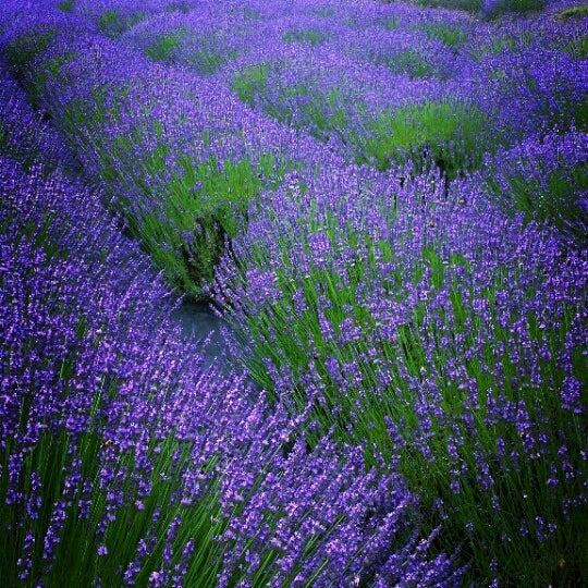 Photo taken at Lavender By the Bay - New York&#39;s Premier Lavender Farm by Nicole P. on 7/9/2013