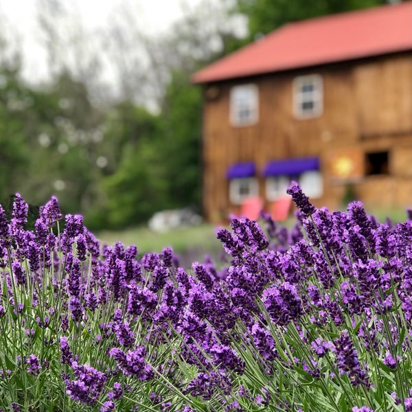 Peace Valley Lavender Farm 802 New Galena Rd