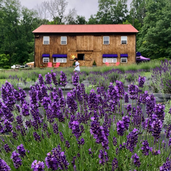 Peace Valley Lavender Farm 802 New Galena Rd