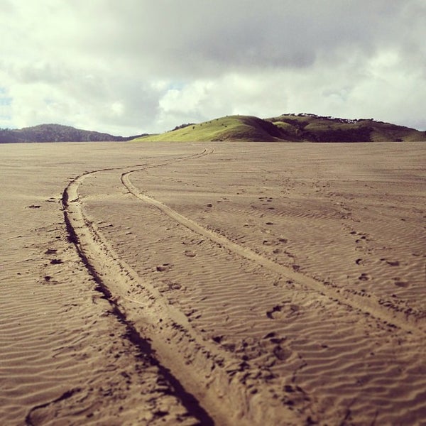 Bethells Beach the Wilds