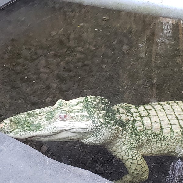 Photo taken at Wild Florida Airboats &amp; Gator Park by Adam V. on 1/17/2019
