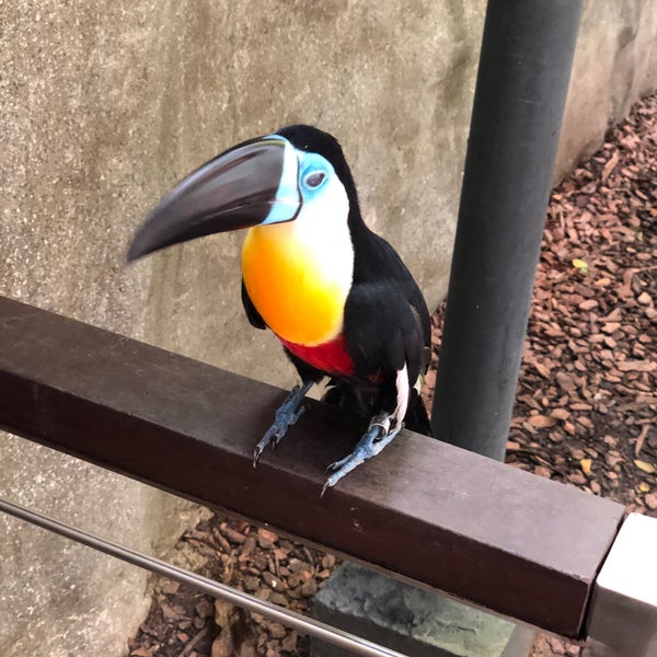 Foto diambil di Singapore Zoo oleh Shaban S. pada 9/6/2019