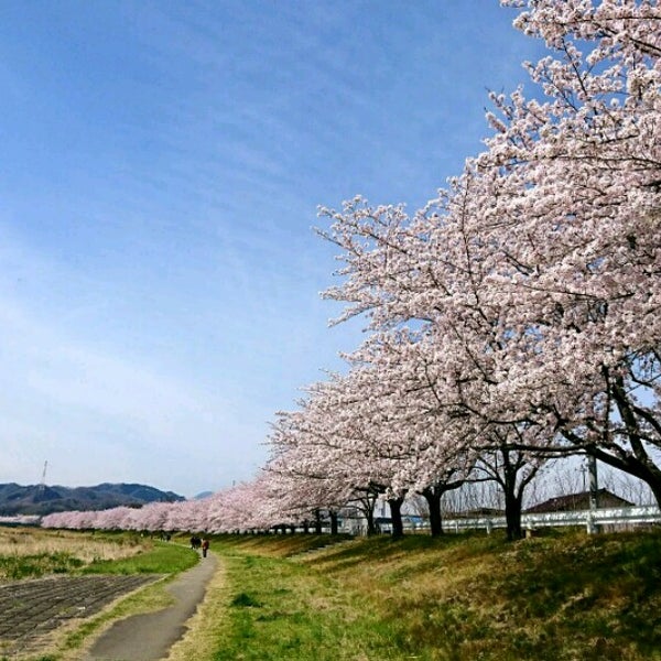Photos At 児玉千本桜 Tree