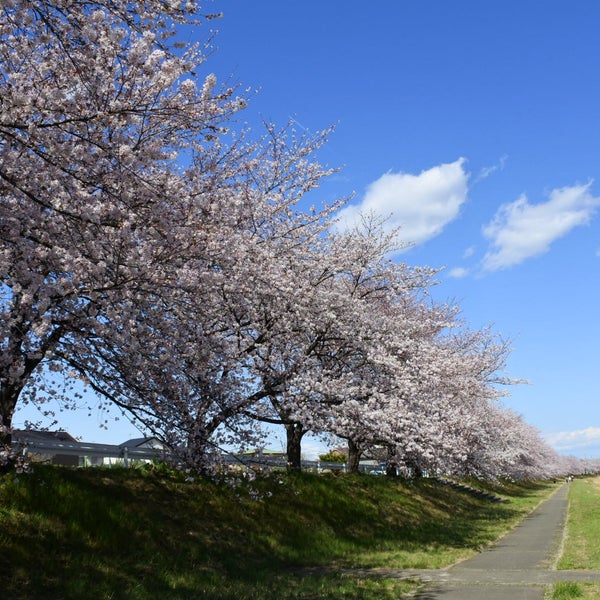 Photos At 児玉千本桜 Tree