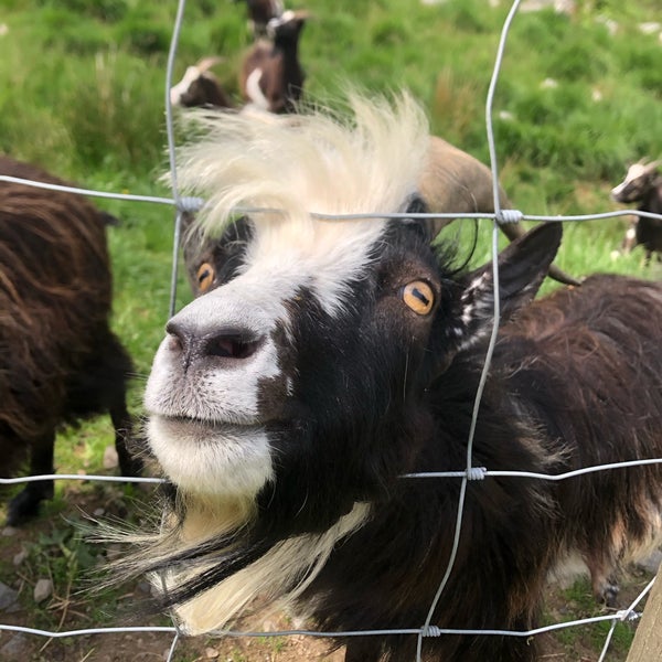 Galloway Wild Goats Animal Shelter in Dumfries and Galloway