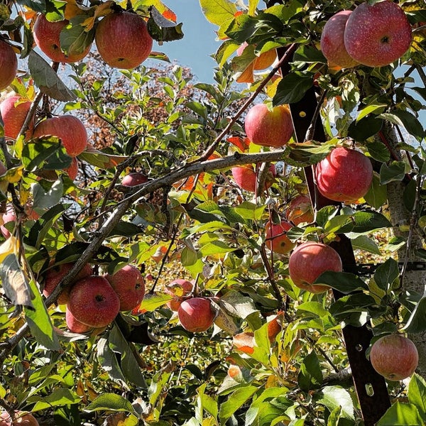 10/30/2022 tarihinde Alex S.ziyaretçi tarafından Apple Holler'de çekilen fotoğraf