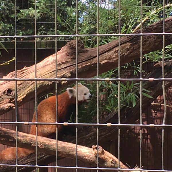 Mill Mountain Zoo Exhibit in Roanoke