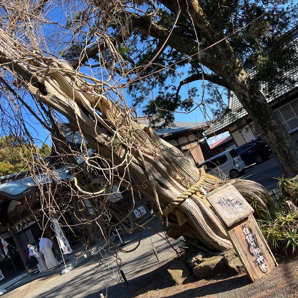 柏槙