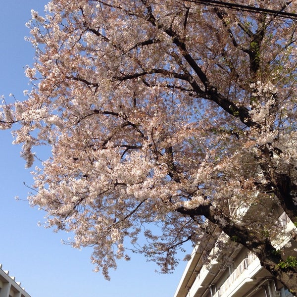 Foto Di 東久留米市立下里中学校 Sekolah Menengah Di 東久留米 Foto Di 東久留米市立下里中学校 Sekolah Menengah Di 東久留米