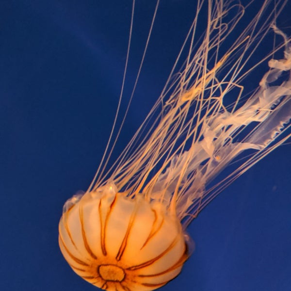 12/1/2019에 Jin W.님이 Waikiki Aquarium에서 찍은 사진