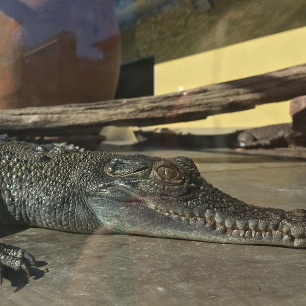 7/31/2015 tarihinde Melly T.ziyaretçi tarafından Crocosaurus Cove'de çekilen fotoğraf