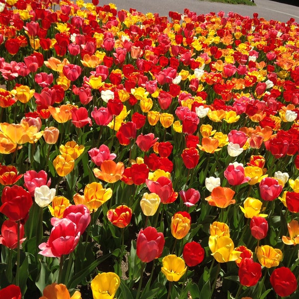Fotos en Boston Public Garden - Jardín en Boston