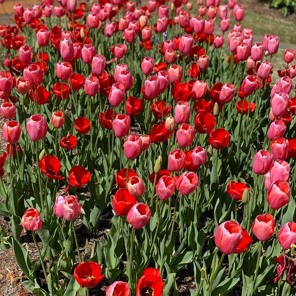 Reynolda Gardens - Winston-Salem, NC