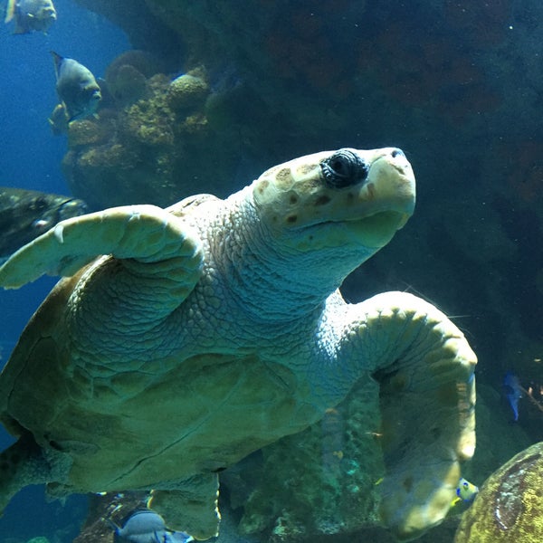 4/6/2015에 Foxytk23님이 New England Aquarium에서 찍은 사진