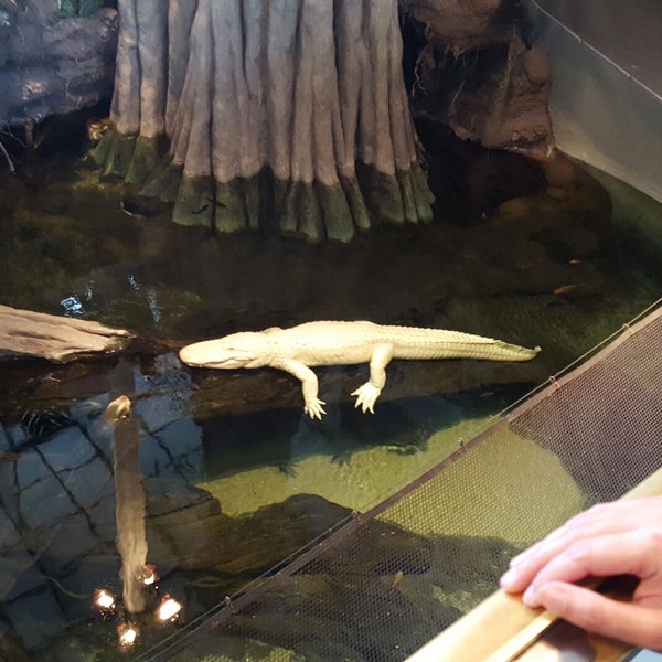 Photo taken at Claude the Albino Alligator by Jenn N. on 3/10/2018
