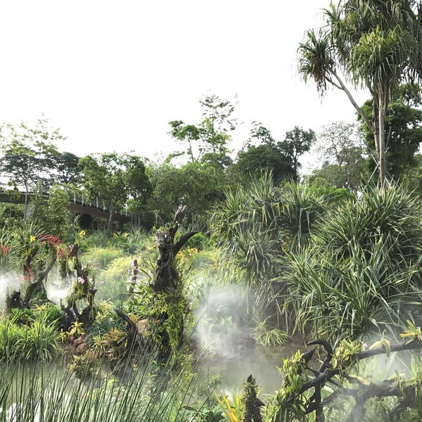 Plant resources. Вечнозеленый тропический дождевой лес. Влажные вечнозелёные тропические леса Бали. Тропические леса Коста-Рика. Тропический лес Тайланда.