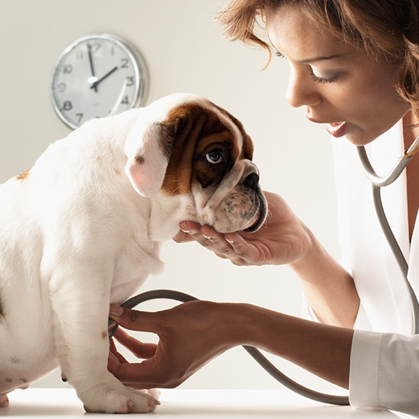 Pet Care Clinic Of The High Country Anicura Group
