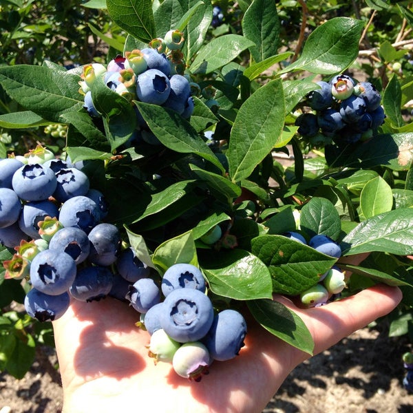 Buy Blueberry Plants direct from DiMeo Farms so you can grow your own giant blueberries like these berries on one of our large blueberry bushes on our family blueberry farm. CALL NOW: (609) 561-5905