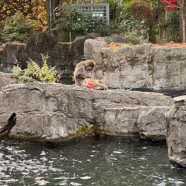 Photo prise au Zoo de Central Park par J.P. C. le11/17/2023