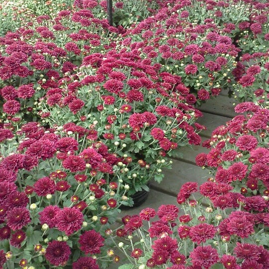 Photo taken at Pike Nurseries by Cliff S. on 10/25/2012