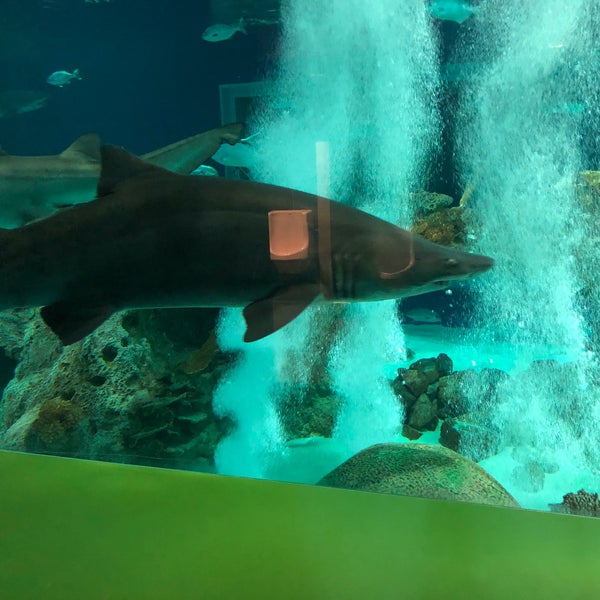 รูปภาพถ่ายที่ OdySea Aquarium โดย Marcus J. เมื่อ 8/11/2018