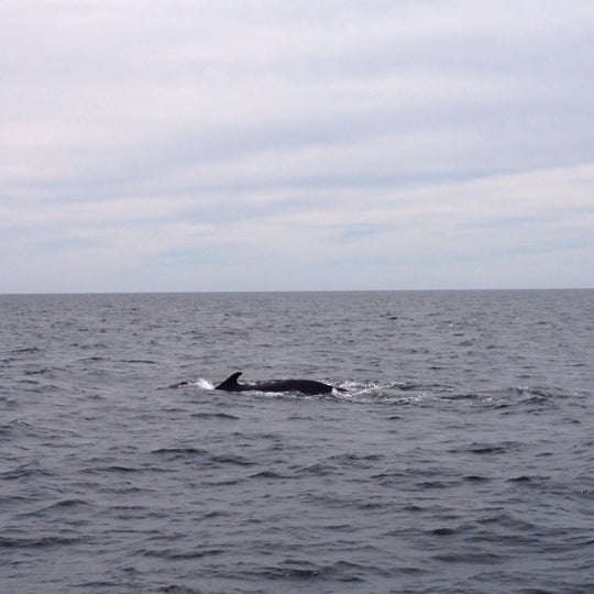 Foto scattata a Cape Ann Whale Watch da Deanne P. il 8/23/2013