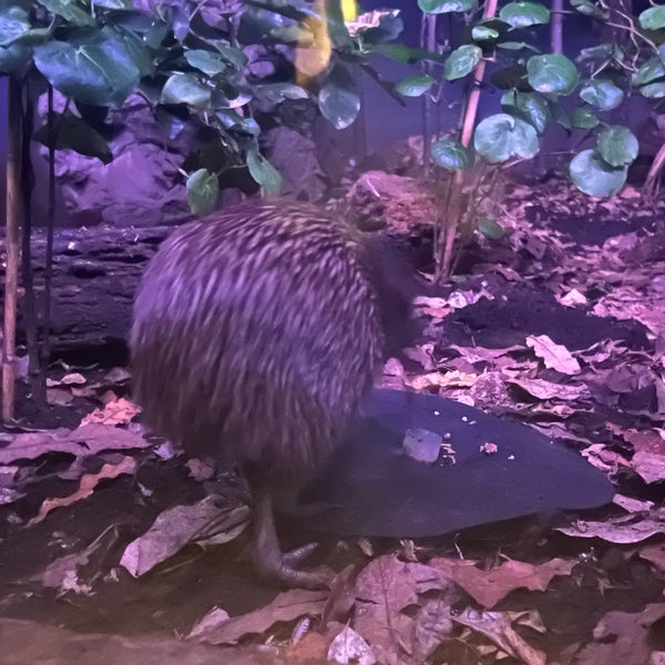 Снимок сделан в Auckland Zoo пользователем Alice Y. 4/16/2023