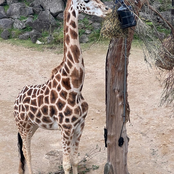 Снимок сделан в Auckland Zoo пользователем Alice Y. 4/16/2023