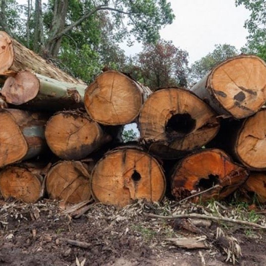 Travis�s Tree Service Inc. Tower District Fresno, CA